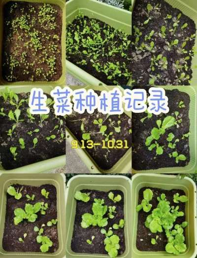 90后的我，也玩起了种菜！| 58天秋播奶油生菜小记