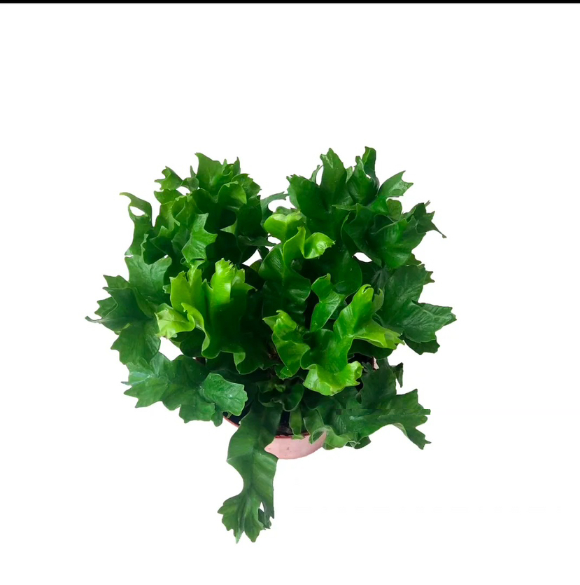 http://st-static1.qccun.cn/forums/2024/12/26/17352082306453.png