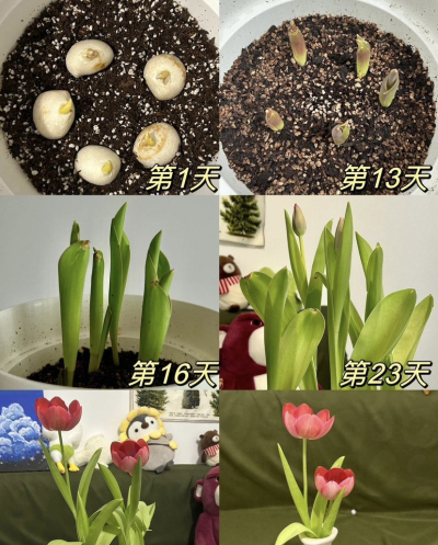 最美郁金香的家庭种植噢