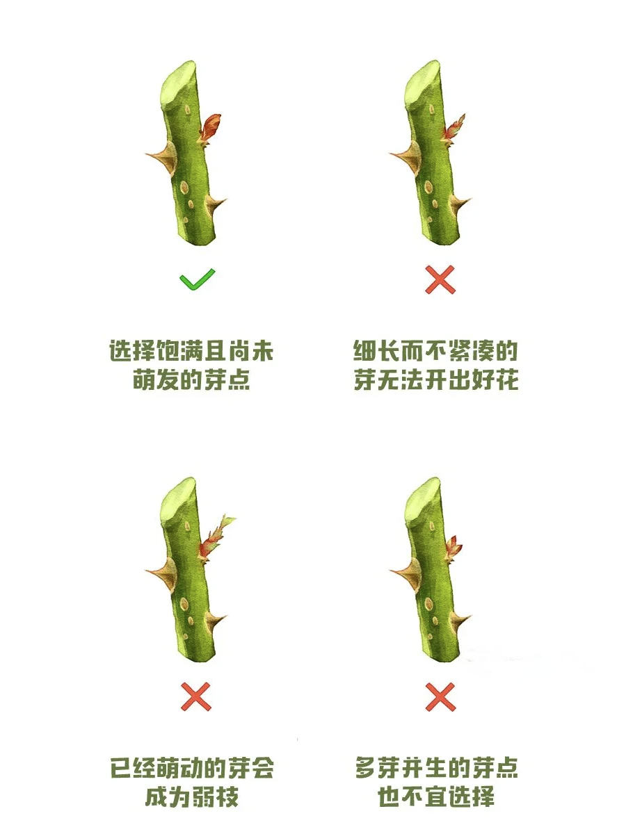月季冬季修剪养护