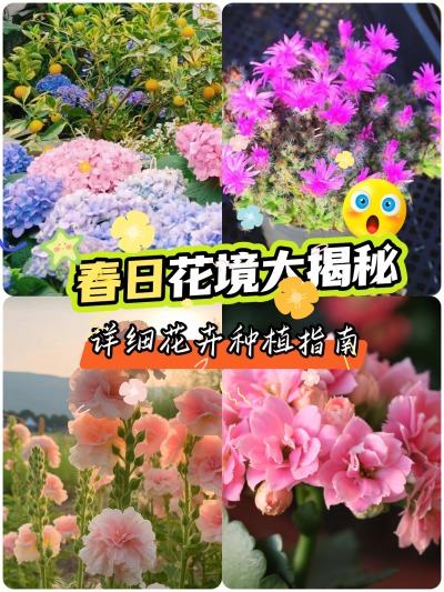 这些花适合春天种！给你一片花海