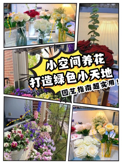 小空间养花指南 | 打造你的绿色小天地🌱