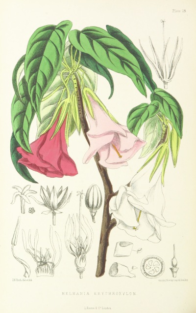 1875年出版的古书，精美绝伦的植物插图绘尽了拿破仑流放之地的圣赫勒拿岛的美丽