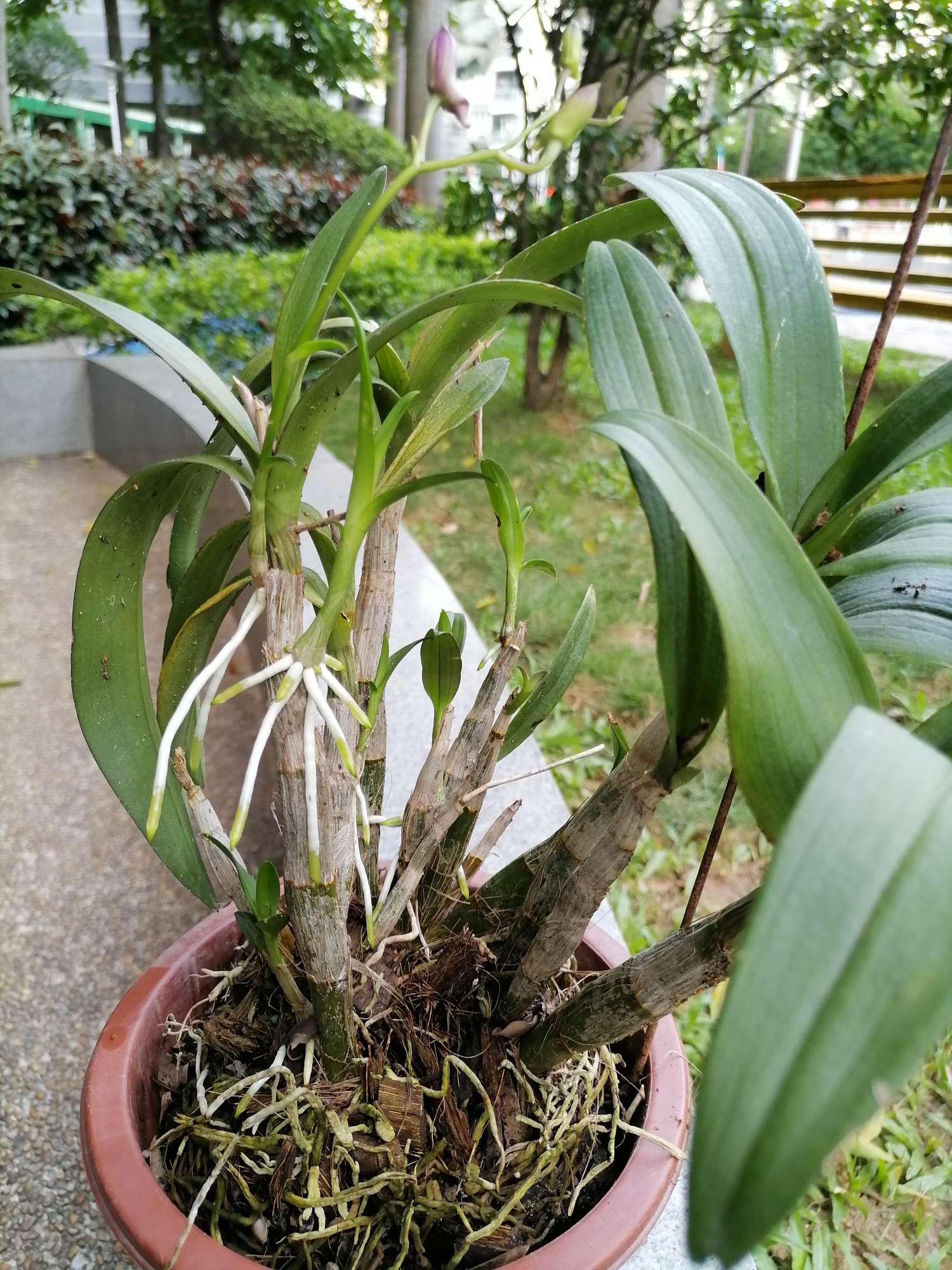 简便石斛种植