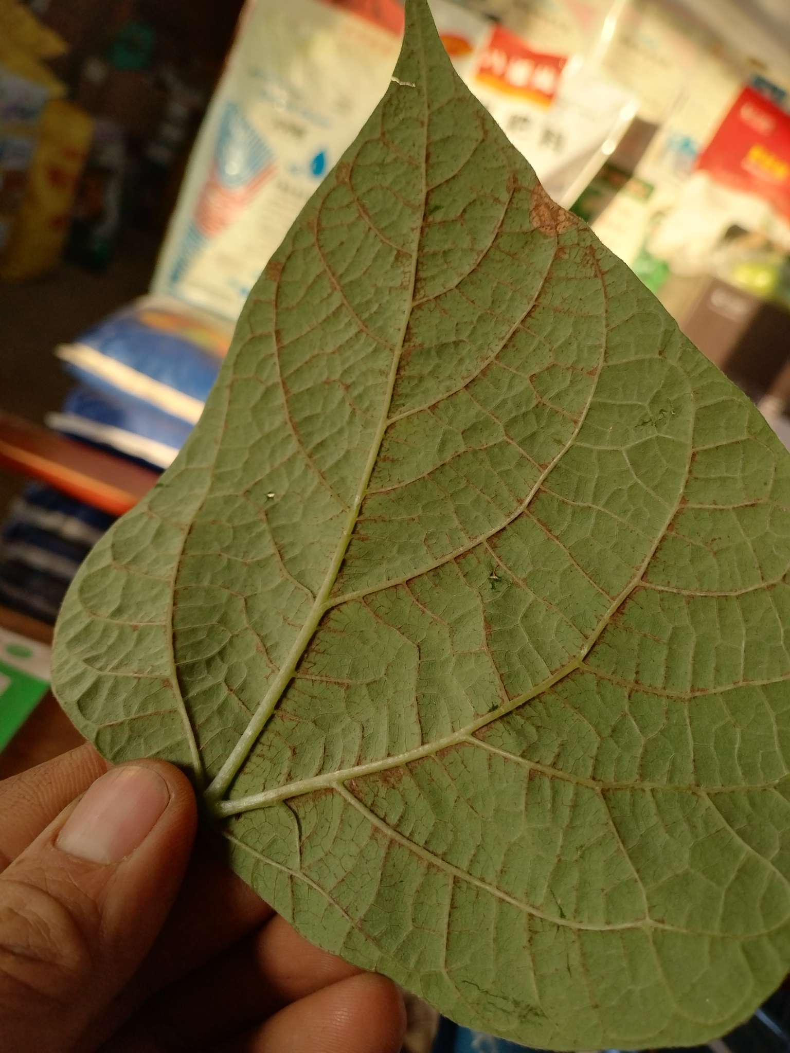 芸豆叶片咋的啦？