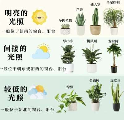 室内植物光照指南：不同朝向房屋的植物推荐