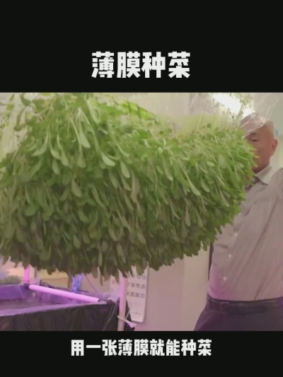 无土栽培的新模式，一张薄膜就能种菜，你见过吗？