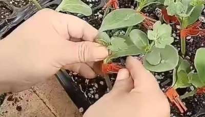 西瓜挂接和贴接的管理