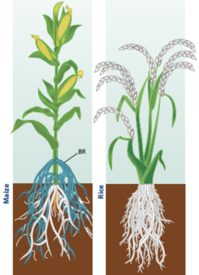 从叶子到根系：细致分析植物的生长需求