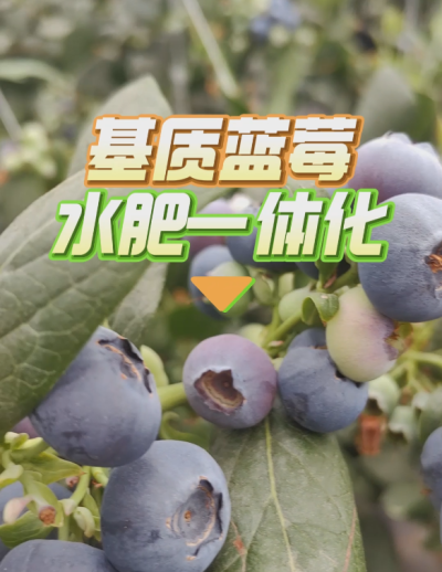 基质蓝莓水肥一体化系统，华维灌溉成套好用。