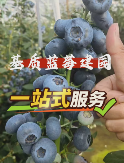ACA第六谷&middot;蓝莓谷，基质蓝莓从建园到运营一站式管家服务...