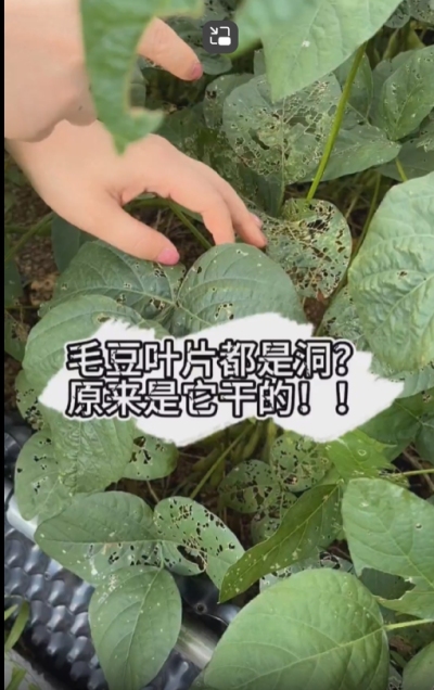 毛豆叶片都是洞，原来不是青虫吃的？