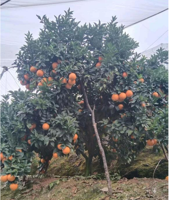 江西赣州寻乌的脐橙🍊、蜜橘🍊，咱家的赣南脐橙和寻乌蜜橘都是爸妈在自家果园防虫网棚