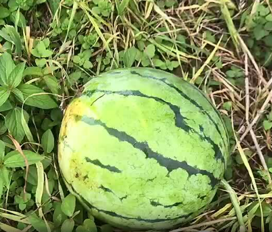 湖北精品大棚种植的无籽美都已成熟，果实不仅耐运输，而且糖分高，可代发全国。