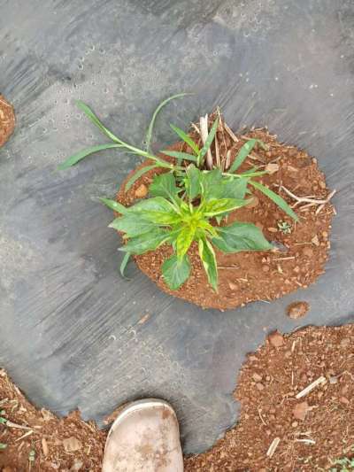 下雨过后的辣椒疾病