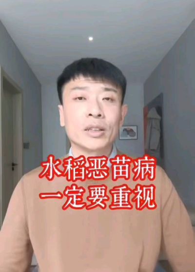 水稻恶苗病发生原因及预防！