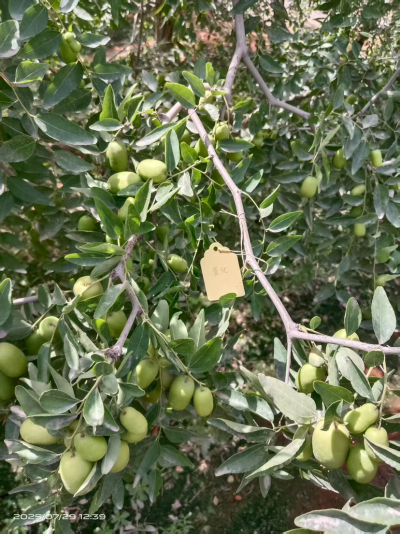 这是棵黄化树，艾乐根处理，100毫升，树盘开浅沟（10㎝），兑水35斤冲施，埋沟。现在产量很棒