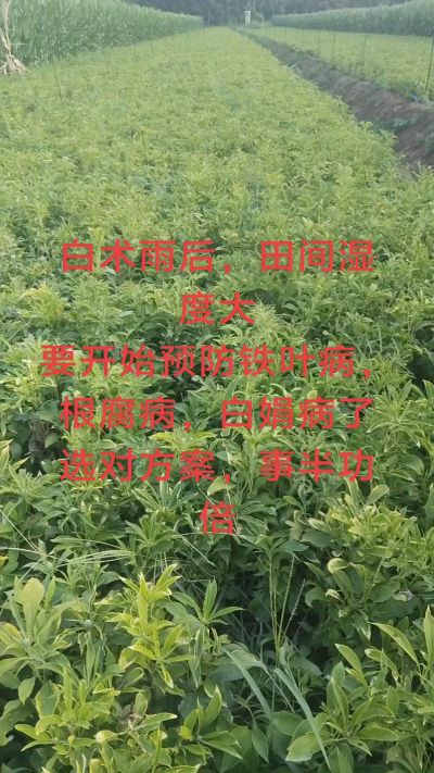 雨期过后白术病害要防治了
预防铁叶病，白娟病
现在也进入了膨大期
可以打膨大的