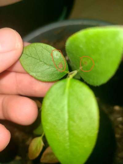 蓝莓叶斑病高温湿发，叶斑霉层致早落，农化生防结合控病保产