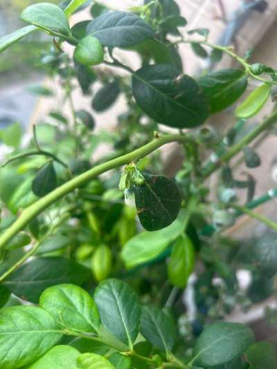 蓝莓白粉虱：从识别到防治的全指南