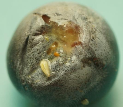 蓝莓果蝇危害大，综合防治要趁早，农物化生结合保蓝莓品质