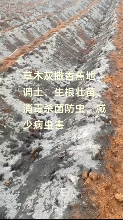 [太阳]纯植物草木灰源头厂家，草木灰广泛适用于各类农作物，是性价比很高的有机肥