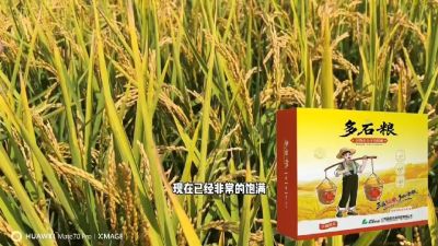 多石粮-谷物小分子有机酸，田间表现。
剑叶挺拔，灌浆饱，千粒重，上粮快。