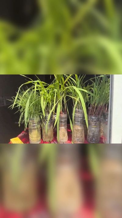 微生物菌剂，出厂前每克添加5亿微生物。最新实验生根育苗，保证不烧苗，促进毛细根增长，抑制病虫害，疏松土壤，保水保肥。近期需要用肥的老板提前联系，19331068337微信同步。