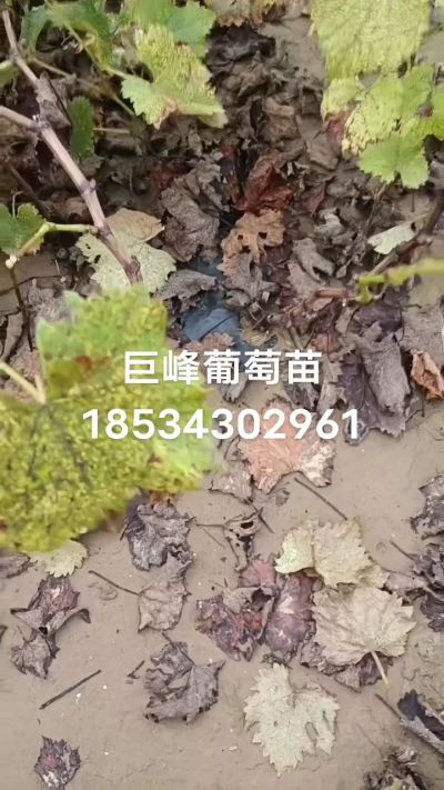 巨峰葡萄苗，一年扦插苗，苗圃基地直销！需要联系18534302961