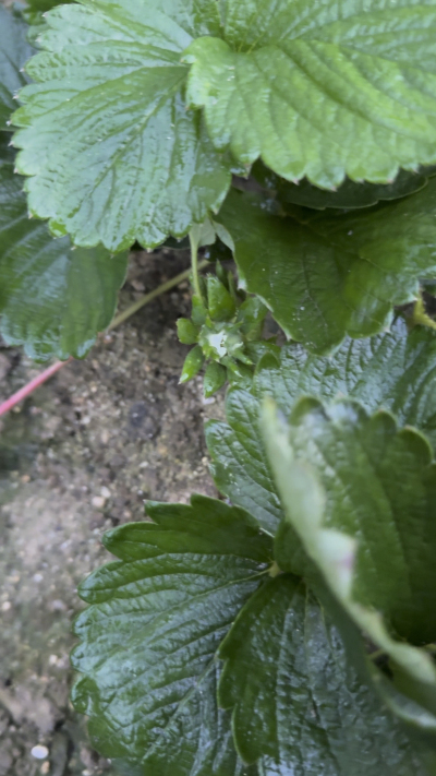 控不住就坏，控好了，比二冷冻快