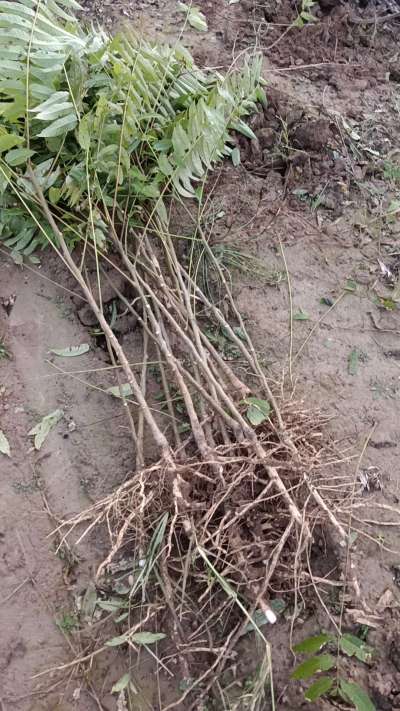 出售臭椿苗，巨峰葡萄苗。药用连翘苗，科研五号优质种苗，2/5年苗，药用连翘树，挂果树，全国包邮到家！财富密码18534302961