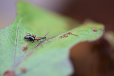 甘薯小象甲的危害与识别
