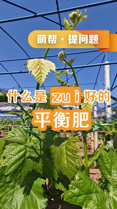 什么是最好的平衡肥