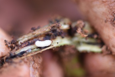 冬季甘薯采收后的田间管理&mdash;&mdash;清洁田园与土壤消毒