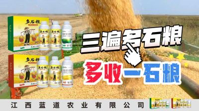 冬季种植，油菜，小麦，草莓等作物的，出现了除草剂药害，黄叶，僵苗，苗不长等问题，马上用多石粮，确保5天见到效果。