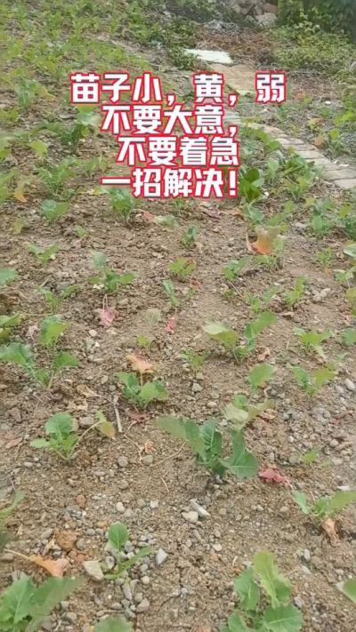 油菜苗子弱苗子小，就用多石粮，5天见效果。