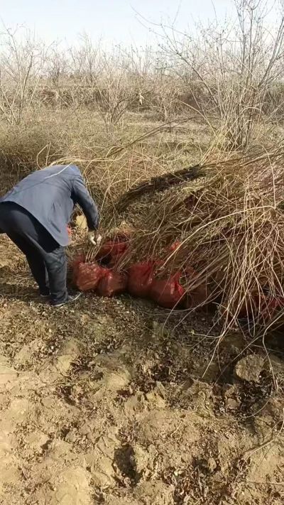 出售药用连翘苗，科研五号优质种苗，2/5年苗，药用连翘树，挂果树，全国包邮到家！财富密码18534302961出售药用连翘苗，科研五号优质种苗，2/5年苗，药用连翘树，挂果树，全国包邮到家！财富密码1