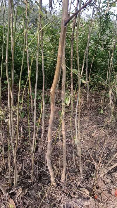 出售臭椿苗，巨峰葡萄苗。药用连翘苗，科研五号优质种苗，2/5年苗，药用连翘树，挂果树，全国包邮到家！财富密码18534302961