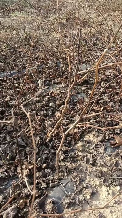 户太八号葡萄苗，，一年扦插苗，需要联系我