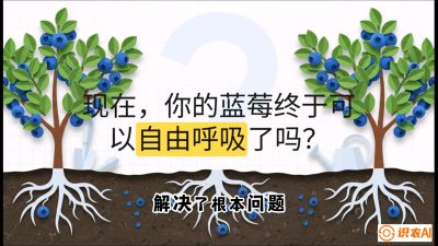 第3节：别把树&ldquo;憋死&rdquo;&mdash;&mdash;正确的定植与换盆手法,   课程：《蓝莓&ldquo;高产&rdquo;实战课：从选苗到丰收的10个关键点》