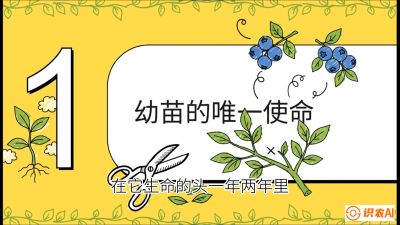 第6节：修剪决定产量（上）&mdash;&mdash;幼苗期与生长期修剪， 课程：《蓝莓&ldquo;高产&rdquo;实战课：从选苗到丰收的10个关键点》