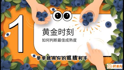 第10节：完美的&ldquo;果粉&rdquo;&mdash;&mdash;采摘时机与保鲜， 课程：《蓝莓&ldquo;高产&rdquo;实战课：从选苗到丰收的10个关键点》