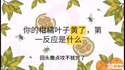 第一节：保命生死线&mdash;&mdash;黄龙病与木虱，课程：《柑橘十大病虫害：从入门到精通》