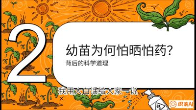 第02节：幼树管理&mdash;&mdash;&ldquo;防晒又防草，树势起得早&rdquo;，课程：《槟榔种植：从不懂到精通的10堂必修课》