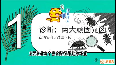 第06节：顽固虫害防治&mdash;&mdash;&ldquo;钻心虫与红蜘蛛，打准时间才服输&rdquo;《槟榔种植：从不懂到精通的10堂必修课》