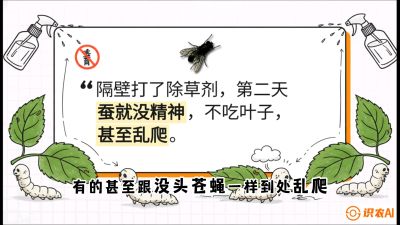 第05节：养蚕人的&ldquo;排雷战&rdquo;&mdash;&mdash;除草剂的生死禁忌，课程：《桑海淘金：桑树高产与蚕桑安全进阶实战课》