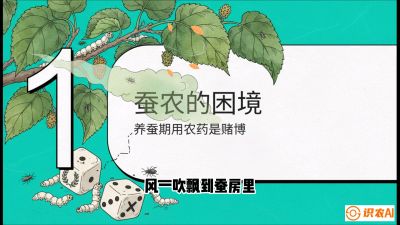 第06节：虫口夺叶（上）&mdash;&mdash;物理与生物防控绝技，课程《桑海淘金：桑树高产与蚕桑安全进阶实战课》