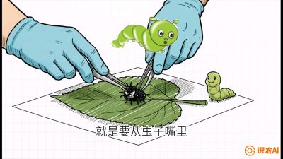 第07节：虫口夺叶（下）&mdash;&mdash;不得不打药时的&ldquo;解毒术&rdquo;，课程：《桑海淘金：桑树高产与蚕桑安全进阶实战课》