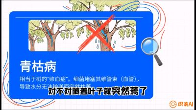 第08节：看不见的杀手&mdash;&mdash;青枯病与萎缩病，课程：《桑海淘金：桑树高产与蚕桑安全进阶实战课》