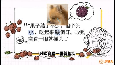 第10节：甜蜜的科学&mdash;&mdash;膨大、增甜与转色，课程：《桑海淘金：桑树高产与蚕桑安全进阶实战课》